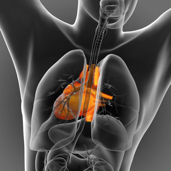 3d hacer ilustración médica del corazón humano —  Fotos de Stock