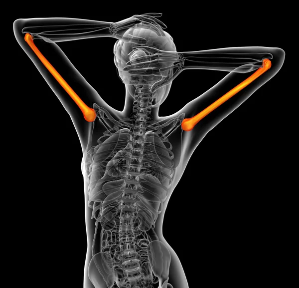 Pazı kemiği kemik 3D render tıbbi çizimi — Stok fotoğraf