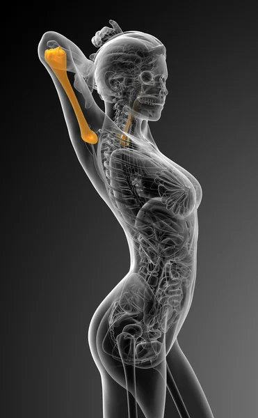 3D vykreslení lékařské ilustrace pažní kosti — Stock fotografie