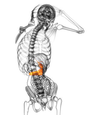 3d render medical illustration of the gallblader and pancrease  clipart