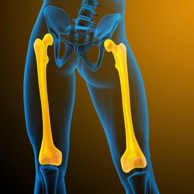 3d render medical illustration of the femur bone clipart