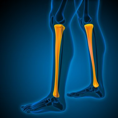 3D render Medikal illüstrasyon Tibia 