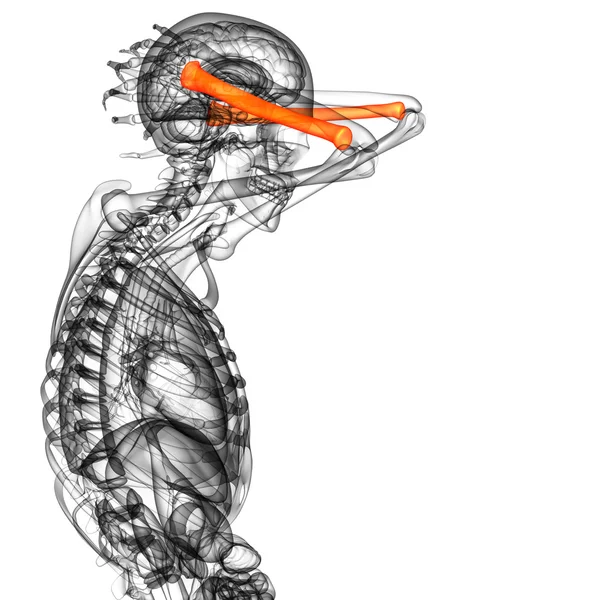 3d hacer ilustración médica del hueso del radio — Foto de Stock