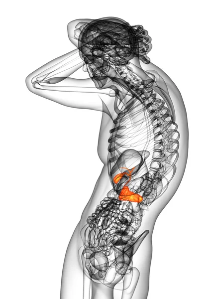 3d rendere illustrazione medica della cistifellea e pancreas — Foto Stock