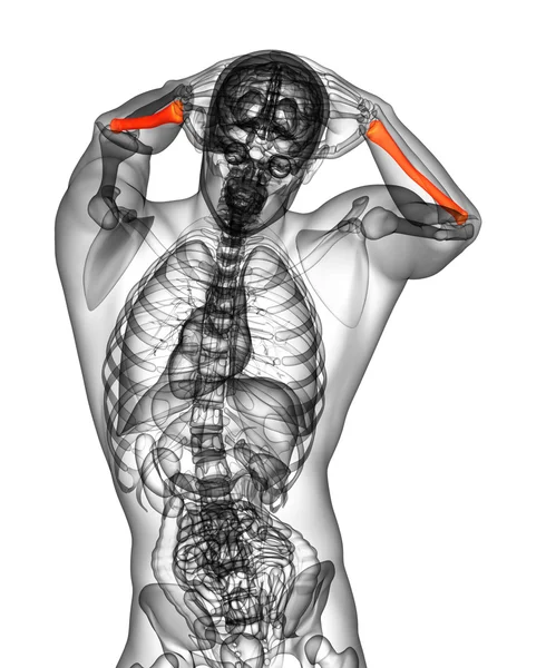 3d render medical illustration of the radius bone — Stock Photo, Image