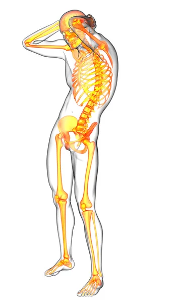3D καθιστούν ιατρική απεικόνιση των το ανθρώπινο skeletonl — Φωτογραφία Αρχείου