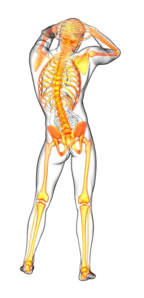 3D-Darstellung der medizinischen Darstellung des menschlichen Skeletts — Stockfoto