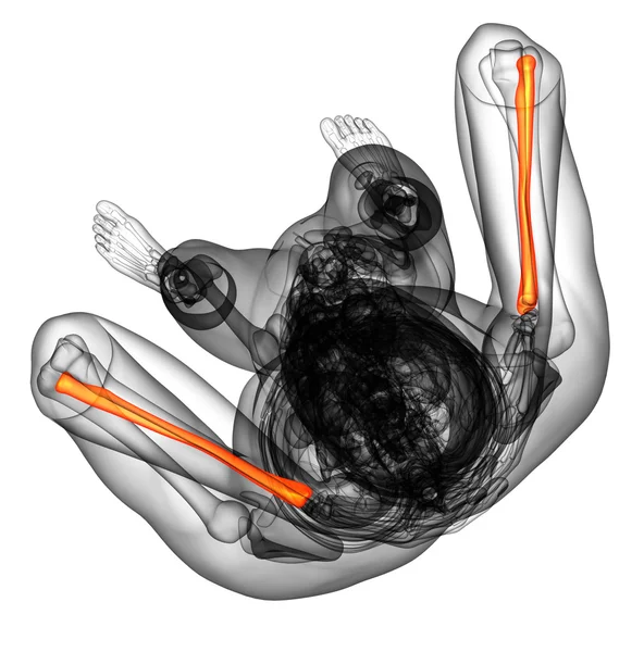 3d render medical illustration of the radius bone — Stock Photo, Image