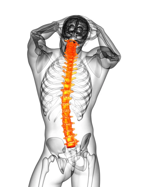 3d render medical illustration of the human spine — Stock Photo, Image