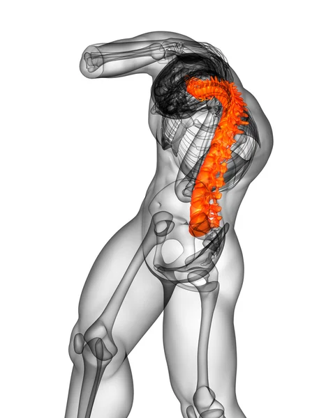 3D рендеринг медицинской иллюстрации позвоночника человека — стоковое фото