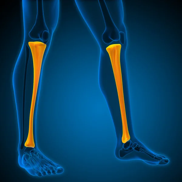 3d render medical illustration of the tibia — Stock Photo, Image