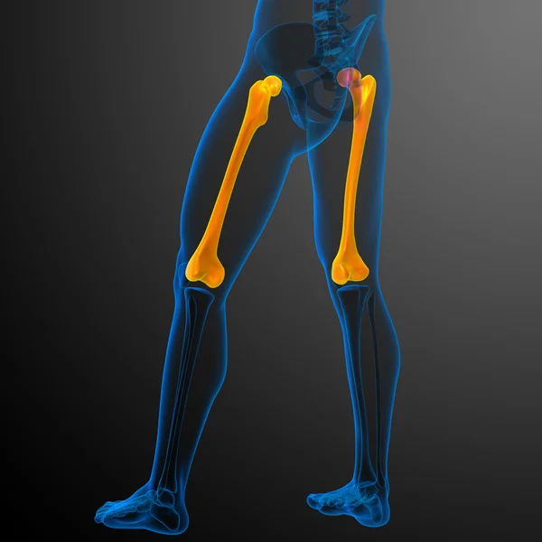 3D render Medikal illüstrasyon femur kemik — Stok fotoğraf