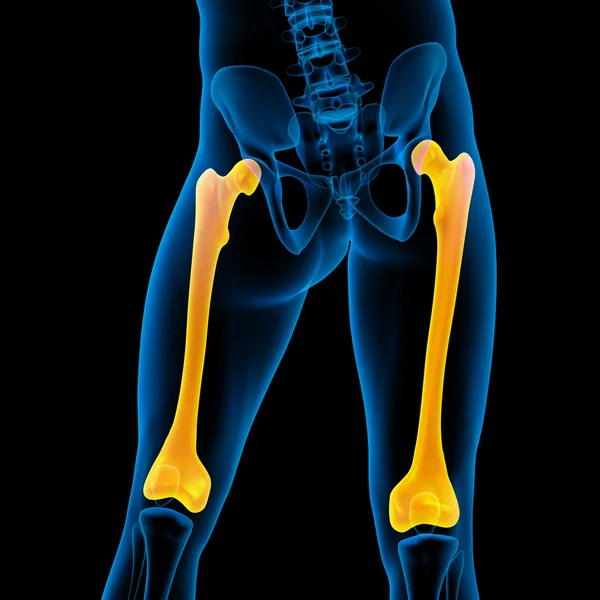 3D render medische illustratie van het dijbeen bot — Stockfoto