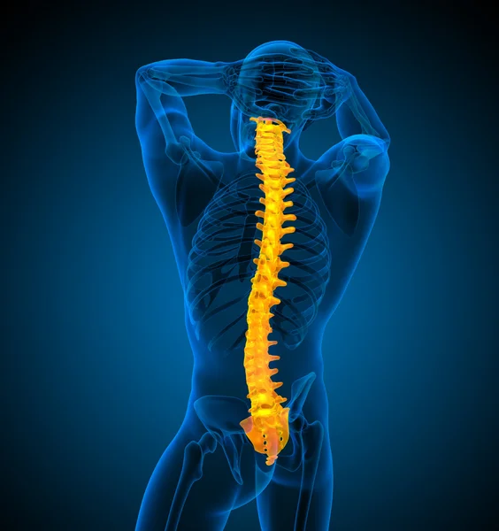 3d render medical illustration of the human spine