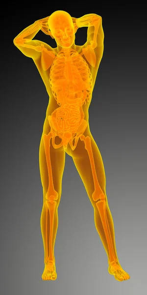 人間の解剖学の 3 d レンダリングの医療イラスト — ストック写真
