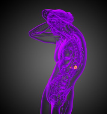 3D render Medikal illüstrasyon insan böbrek üstü bezlerinin