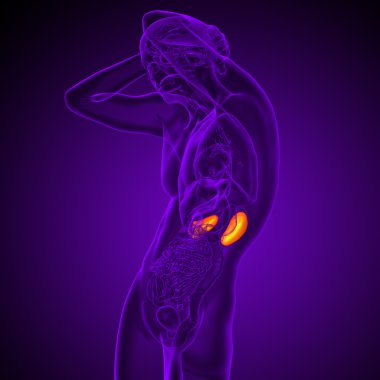 3D render Medikal illüstrasyon insan böbreğe