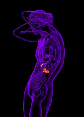 gallblader ve pancrease 3D render tıbbi çizimi