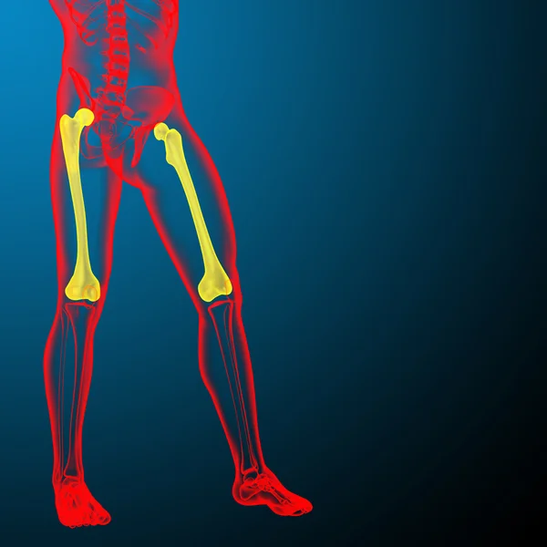 3D göra medicinsk illustration av lårbenet ben — Stockfoto