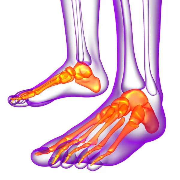 3D göra medicinsk illustration av fötter ben — Stockfoto