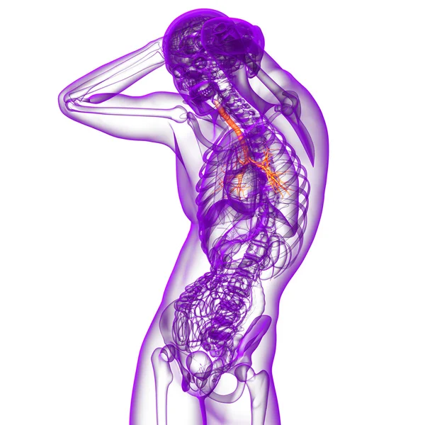 3d render medical illustration of the bronchi — Stock Photo, Image