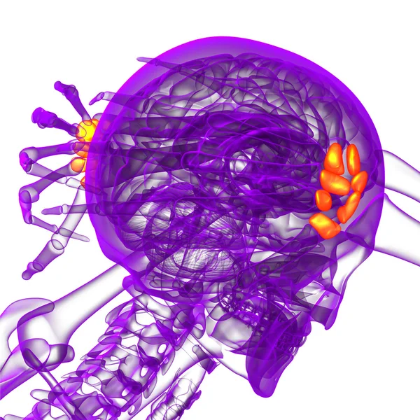 3D render medische illustratie van de carpale botten — Stockfoto