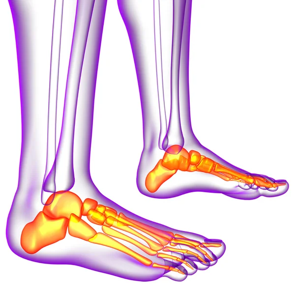 3d render medical illustration of the feet bone — Stock Photo, Image