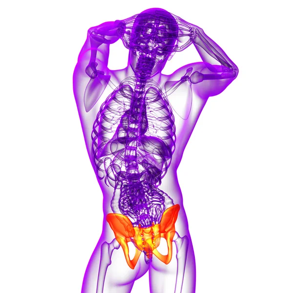 3d hacer ilustración médica de la cadera — Foto de Stock