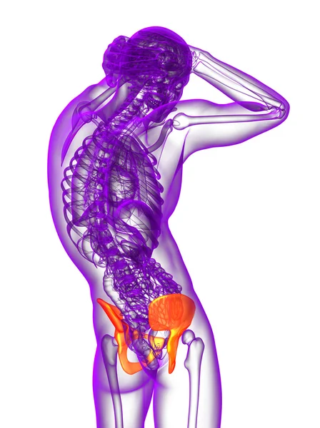 3d rendre illustration médicale de l'os du bassin — Photo