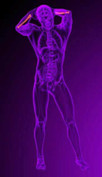 3d rendere illustrazione medica del radio osso — Foto Stock
