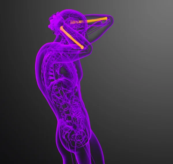 3d 렌더링 의료 일러스트 레이 션의 반경 뼈 — 스톡 사진