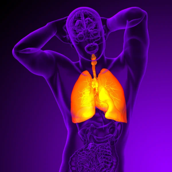 3d показать медицинскую иллюстрацию дыхательной системы человека — стоковое фото