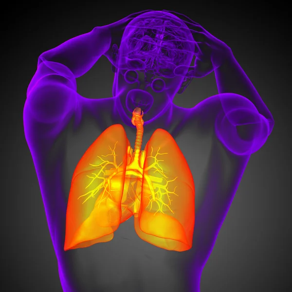 3d render medical illustration of the human respiratory system — Stock Photo, Image