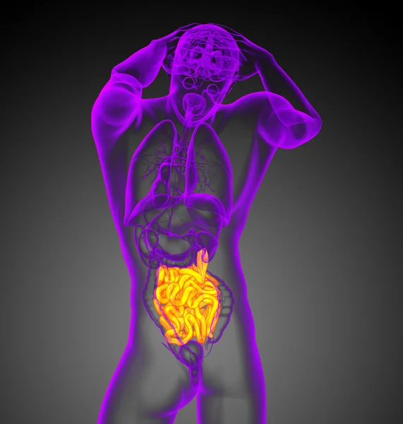 Ilustración 3d del intestino delgado — Foto de Stock