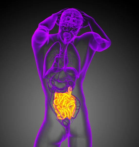 3D-Darstellung des Dünndarms — Stockfoto