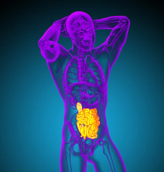 3D render illustratie van de dunne darm — Stockfoto