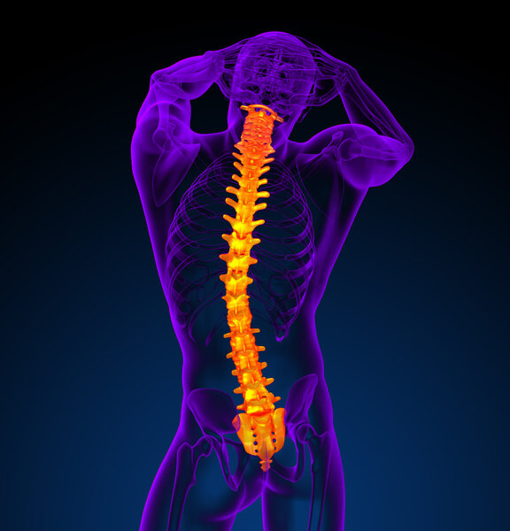3d render medical illustration of the human spine 