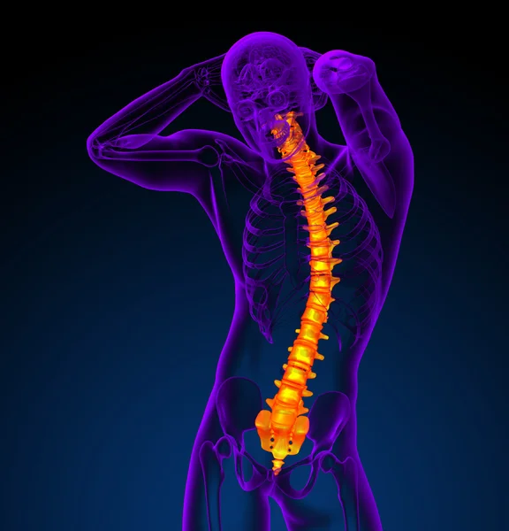 3d 는 인간의 척추를 의학적으로 묘사 한다 — 스톡 사진