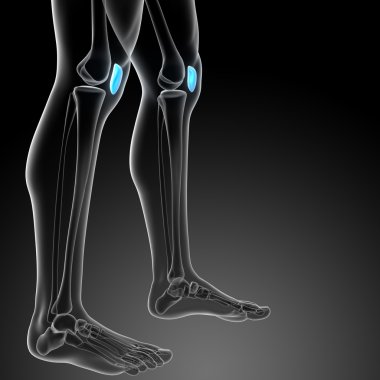 diz kapağı kemiği 3D render tıbbi çizimi