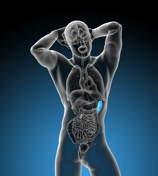 3d render medical illustration of the spleen — Stock Photo, Image