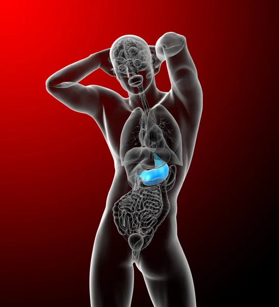 胃の 3 d レンダリングの医療イラスト — ストック写真