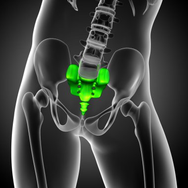 3D render Medikal illüstrasyon sakrum kemiği