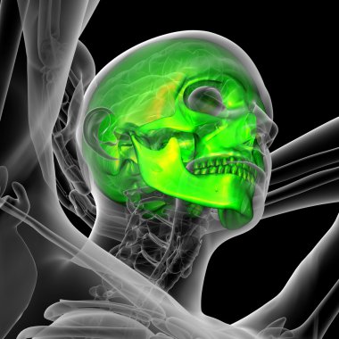 3D render Medikal illüstrasyon kafatası 