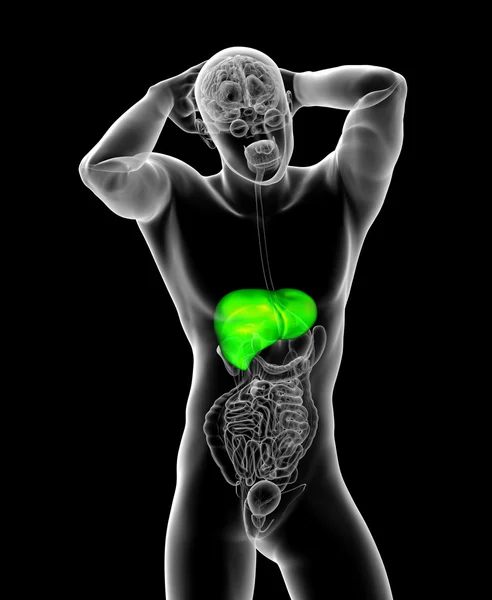 3d render medical illustration of the liver — Stock Photo, Image
