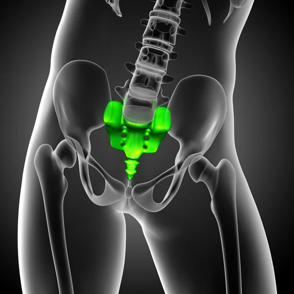 3d render medical illustration of the sacrum bone — Stock Photo, Image