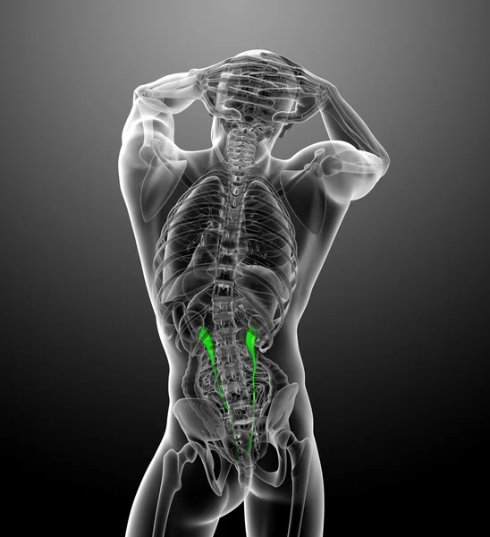 3d render medical illustration of the ureter — Stock Photo, Image