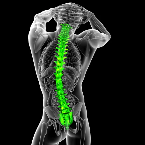 3d hacer ilustración médica de la columna vertebral humana — Foto de Stock