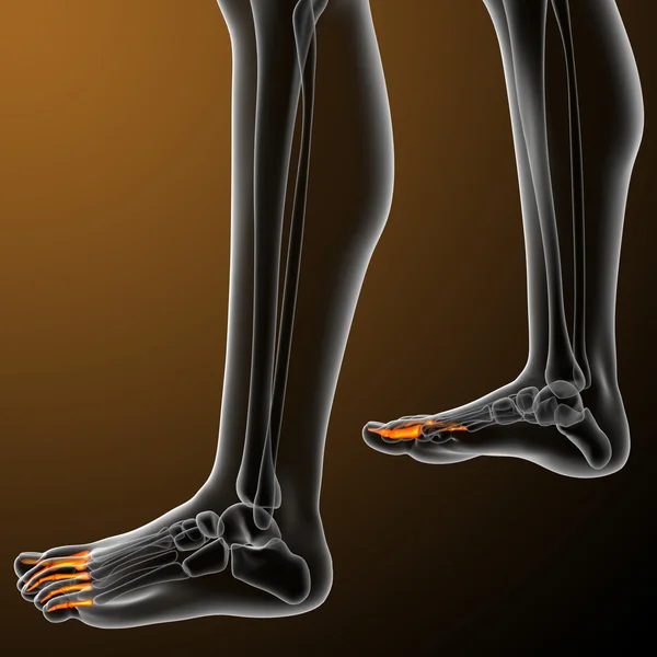 3d render illustration of the human phalanges foot — Stock Photo, Image