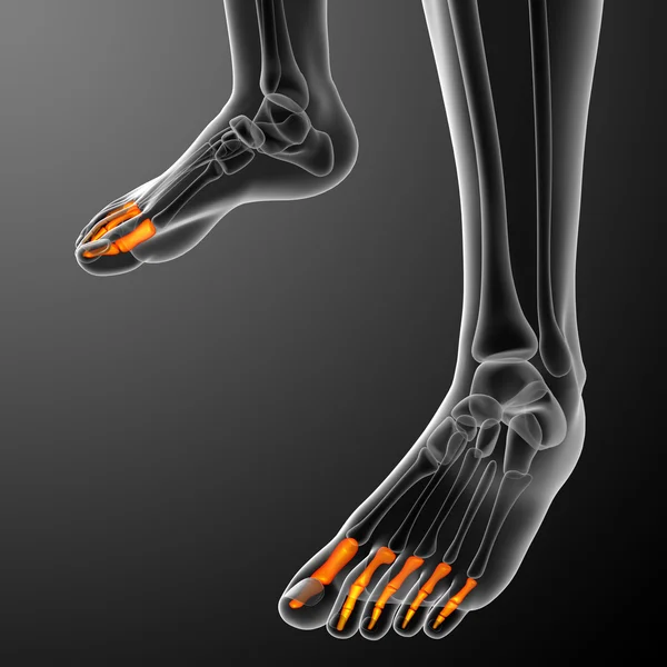 3d render illustration of the human phalanges foot — Stock Photo, Image