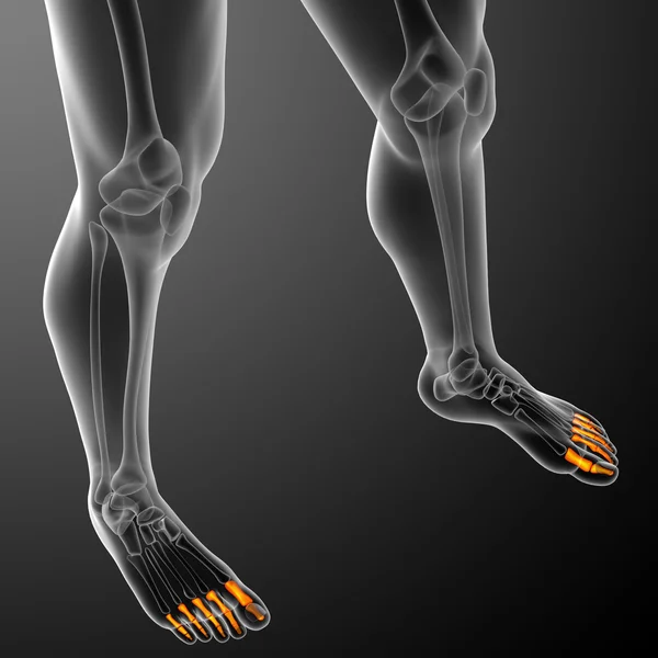 Illustrazione 3d del piede umano delle falangi — Foto Stock